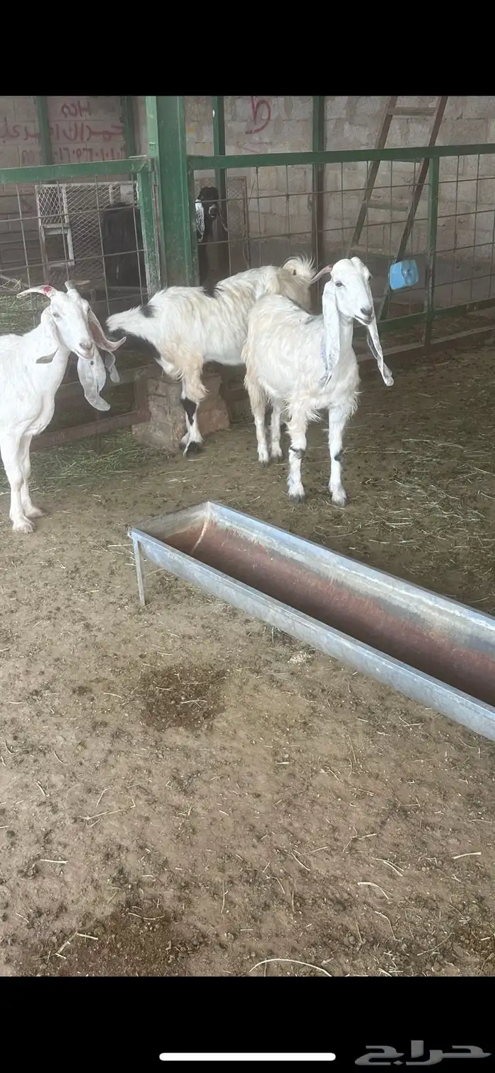 معزا مشاريك دفيع فحص سونار 1