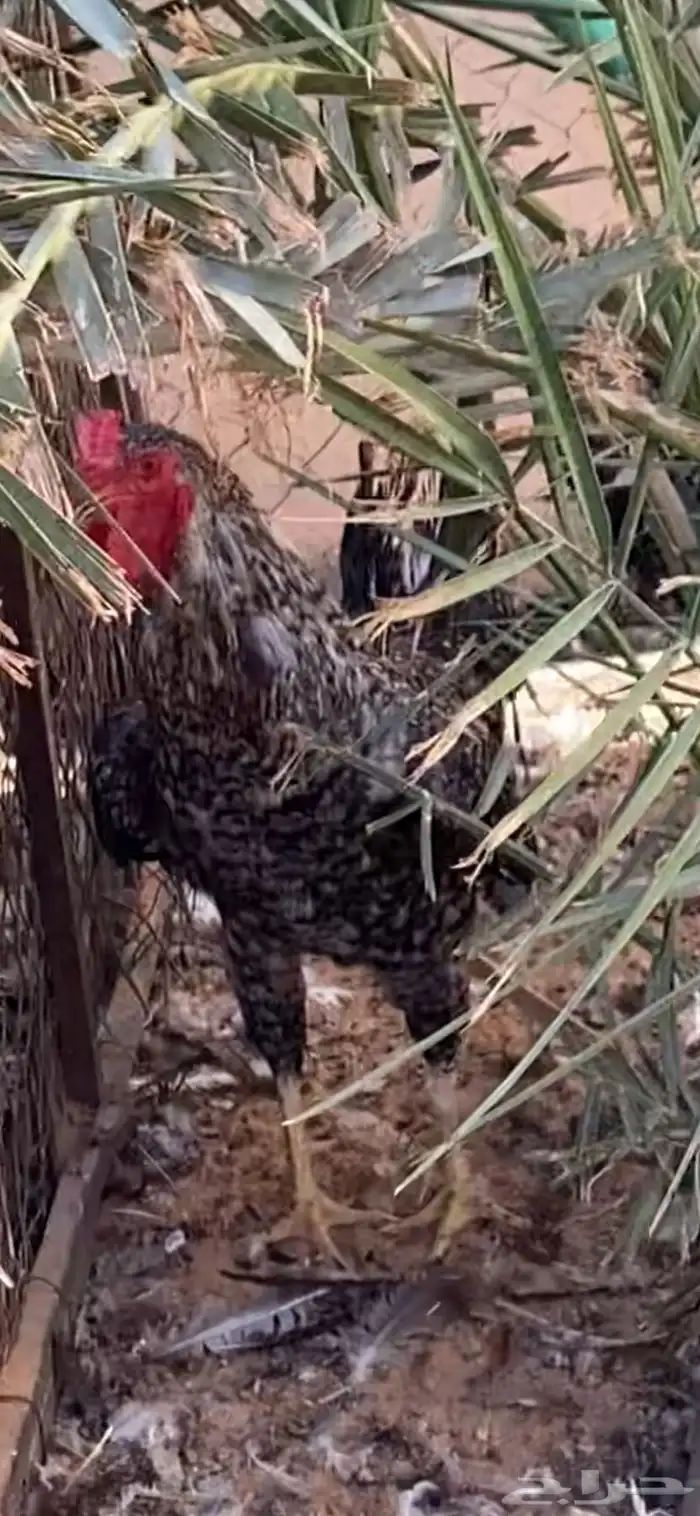 دجاج للبيع 9
