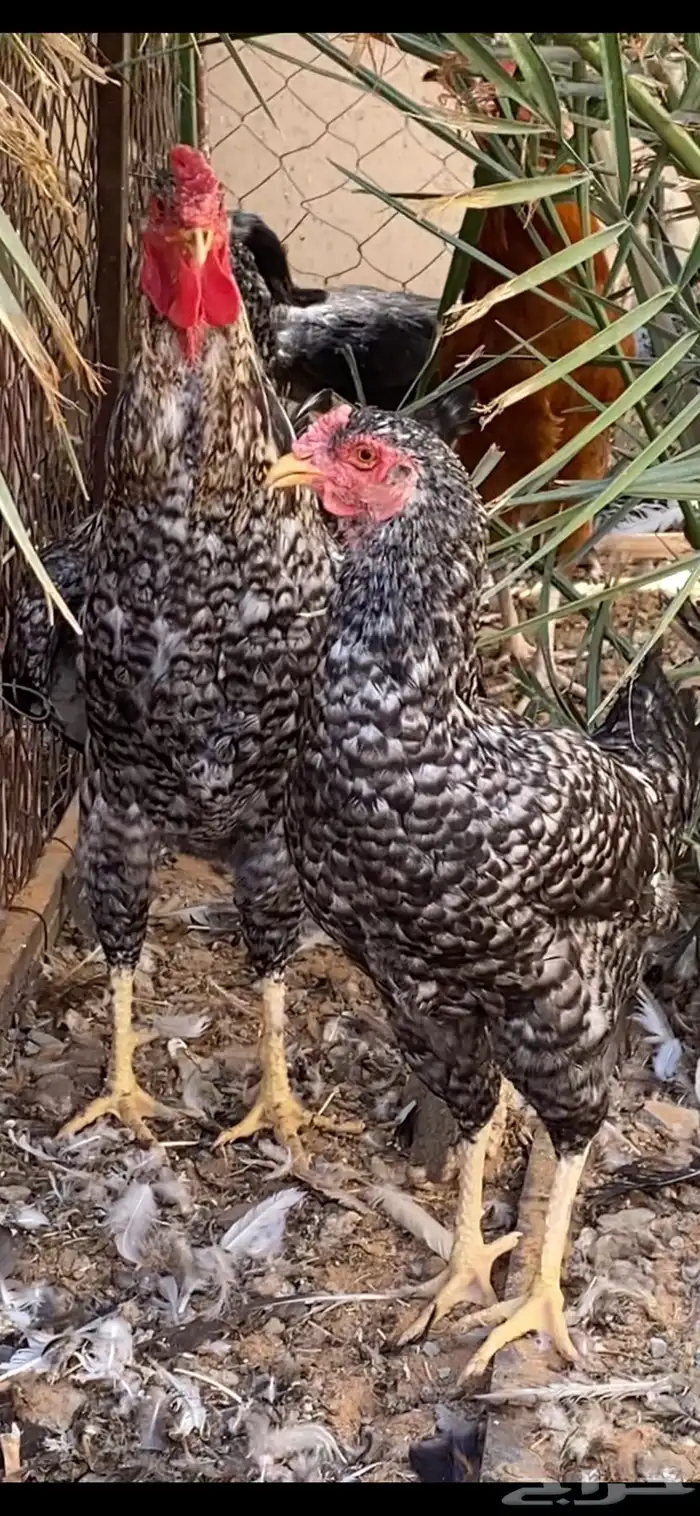 دجاج للبيع 8