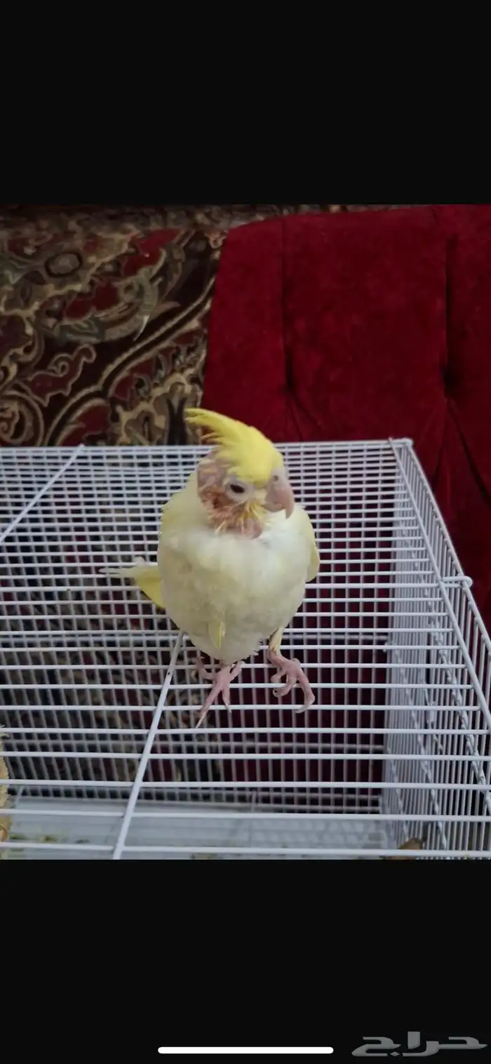 ببغاء كروان 0