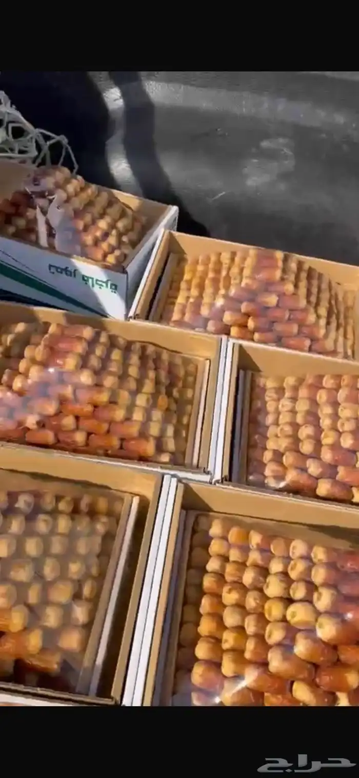 صقعي ملكي تمر 1