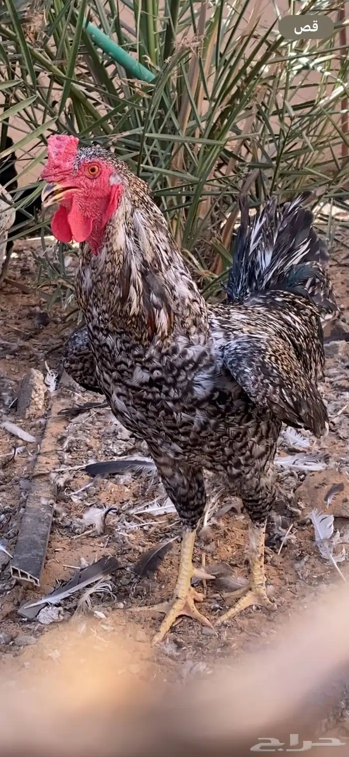 دجاج للبيع 1