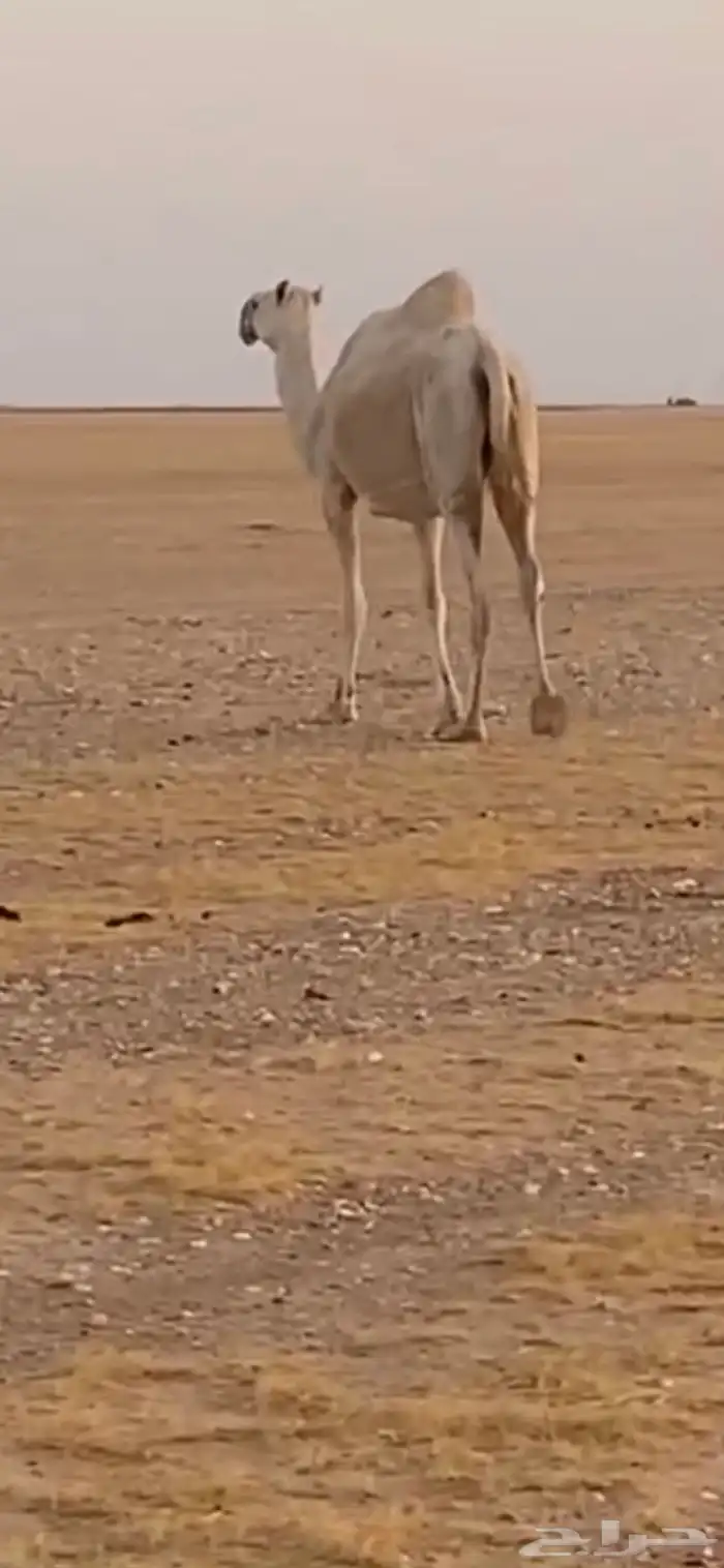 القحه وضحا كفو 1