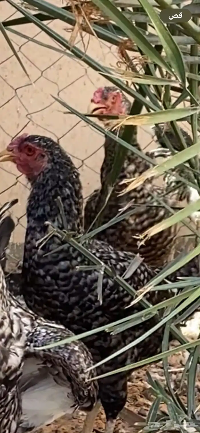دجاج للبيع 11