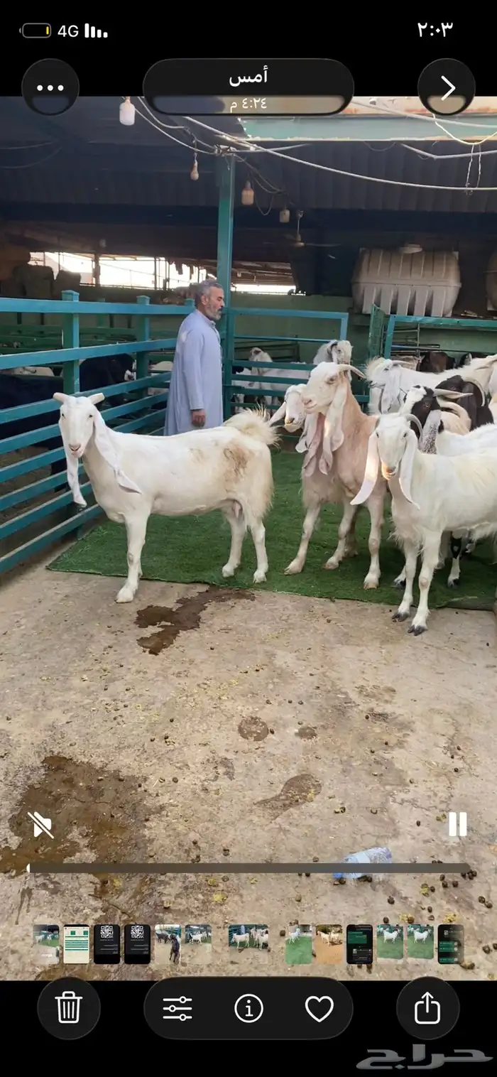 معزا مقاني جروم طيبه 2