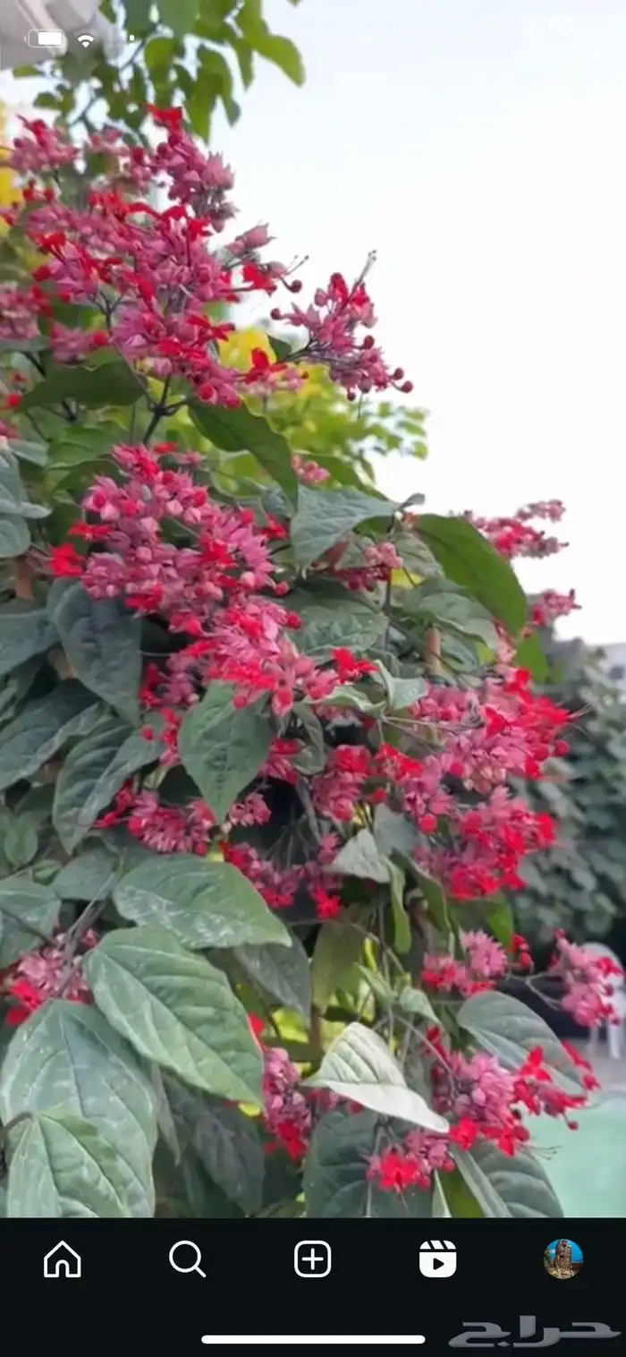 شتلات طربوش الملك 2