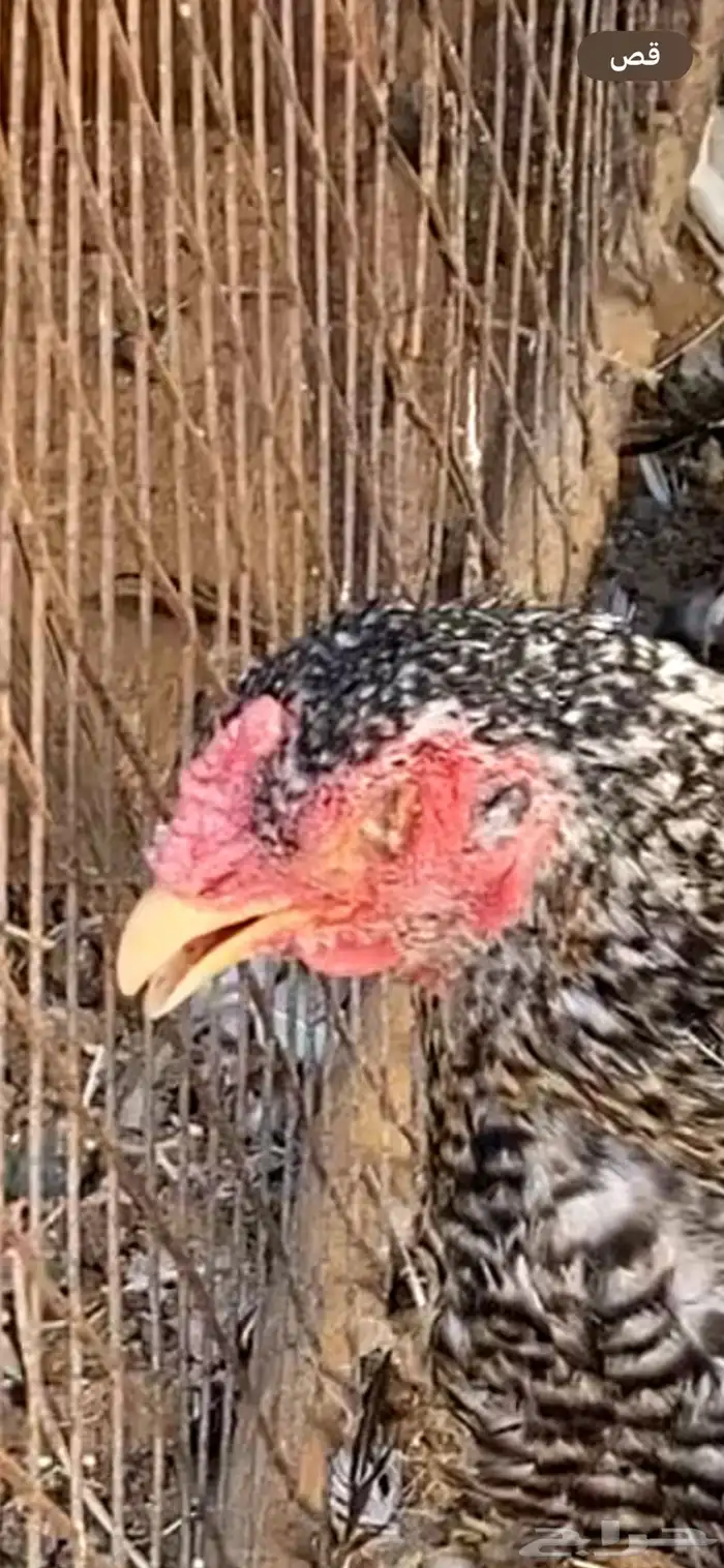 دجاج للبيع 5