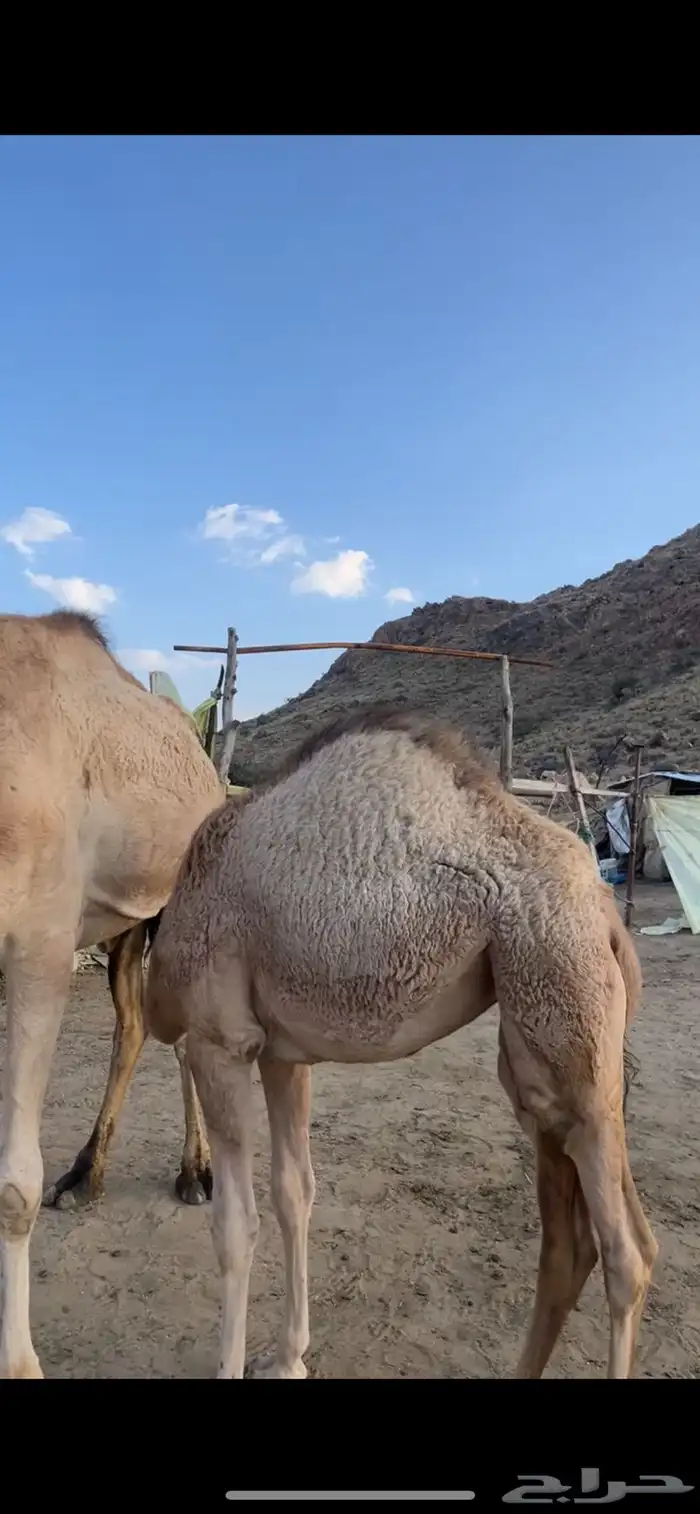 بكره شحم 0