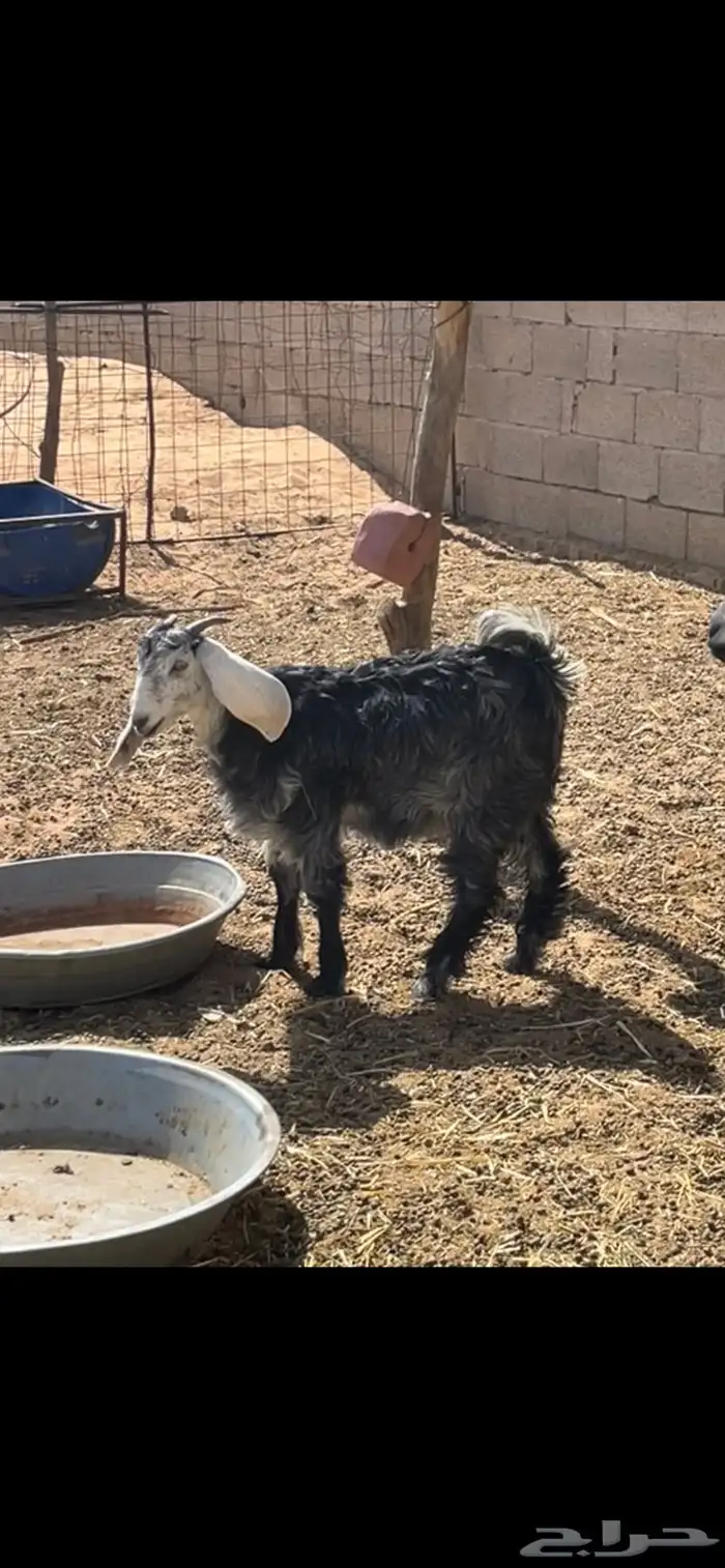 تيوس مع جفر 2