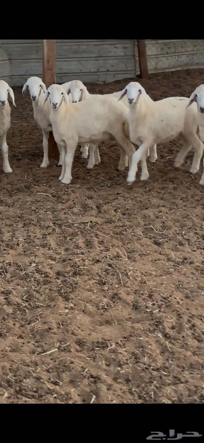 بهم تربيه منصوف 4