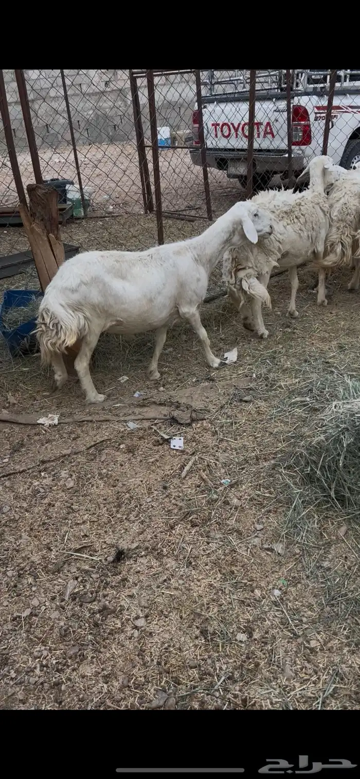 حريات دفيع بفحلها وقبل ابل ولا حشو 2
