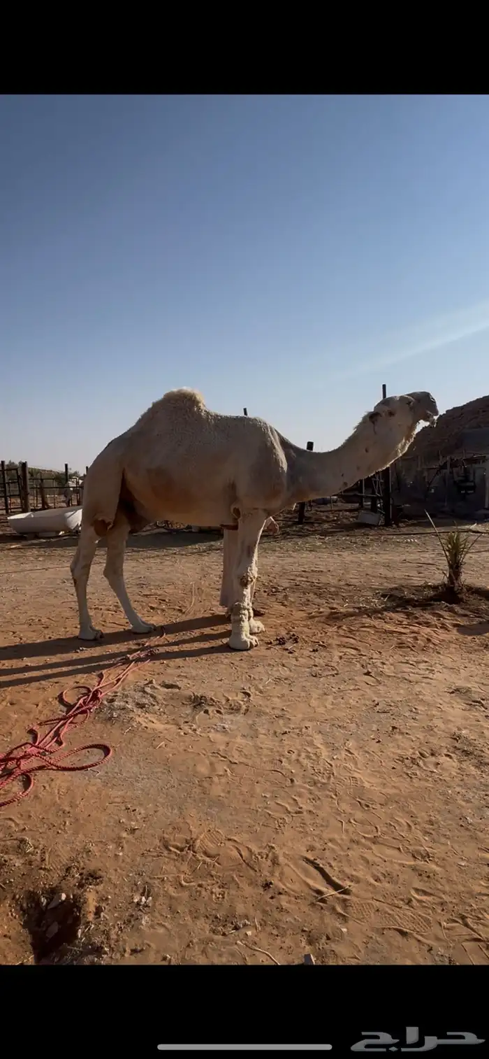 بعير عووني كفوو 0