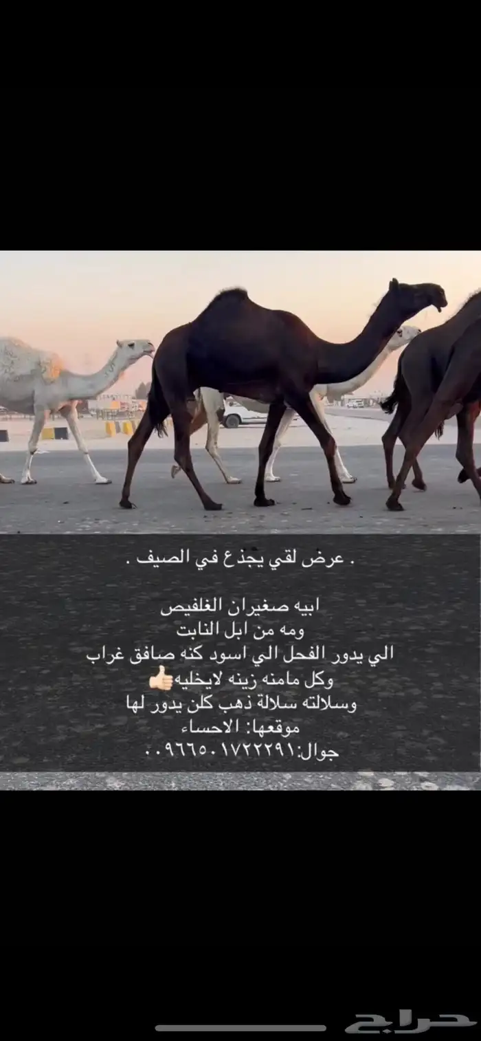 فحول قعدان 1
