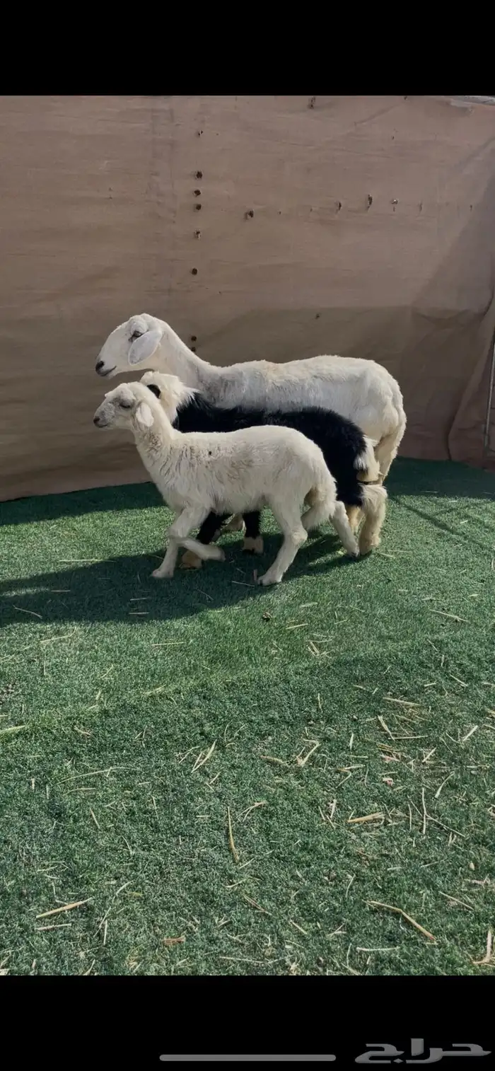 شاه حريه متاوم عيالها ذبايح 0