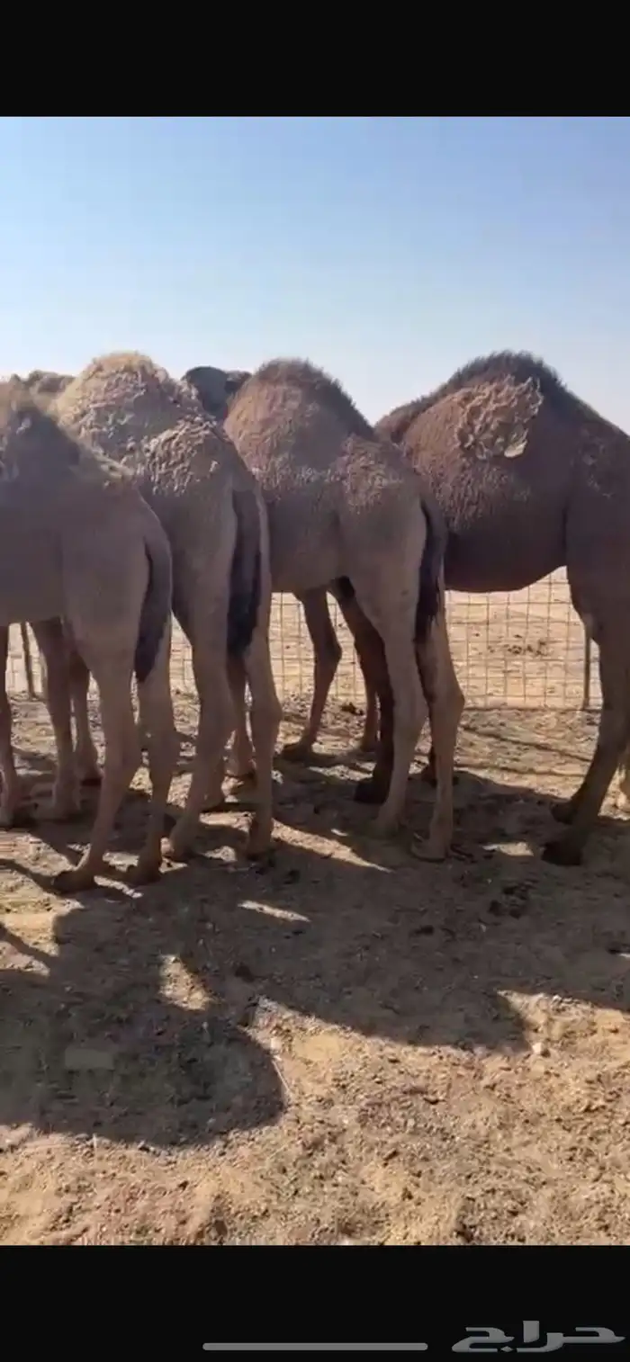 قعدان فوااخر وطايشه على حليب 2