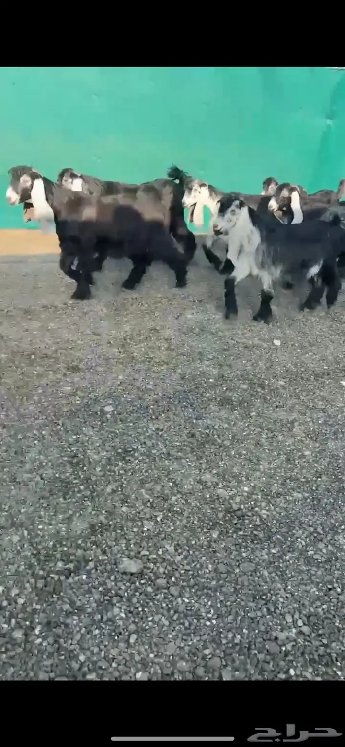 جفرات عوارضض خصصصم 0