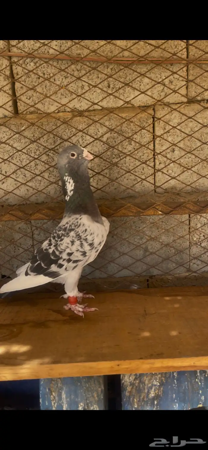 ثلاثه اجواز حمام بلق 5