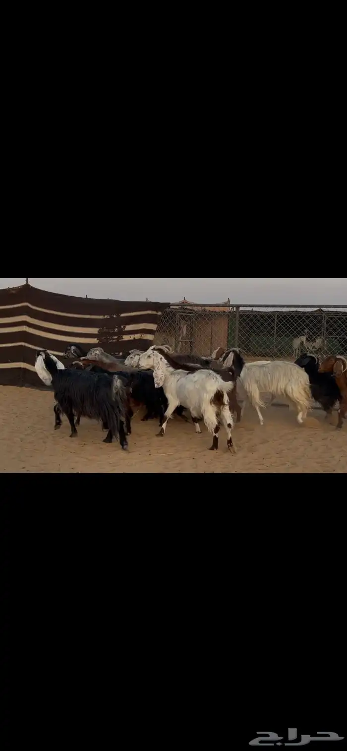 معزا جروم وصحه جبرات 2