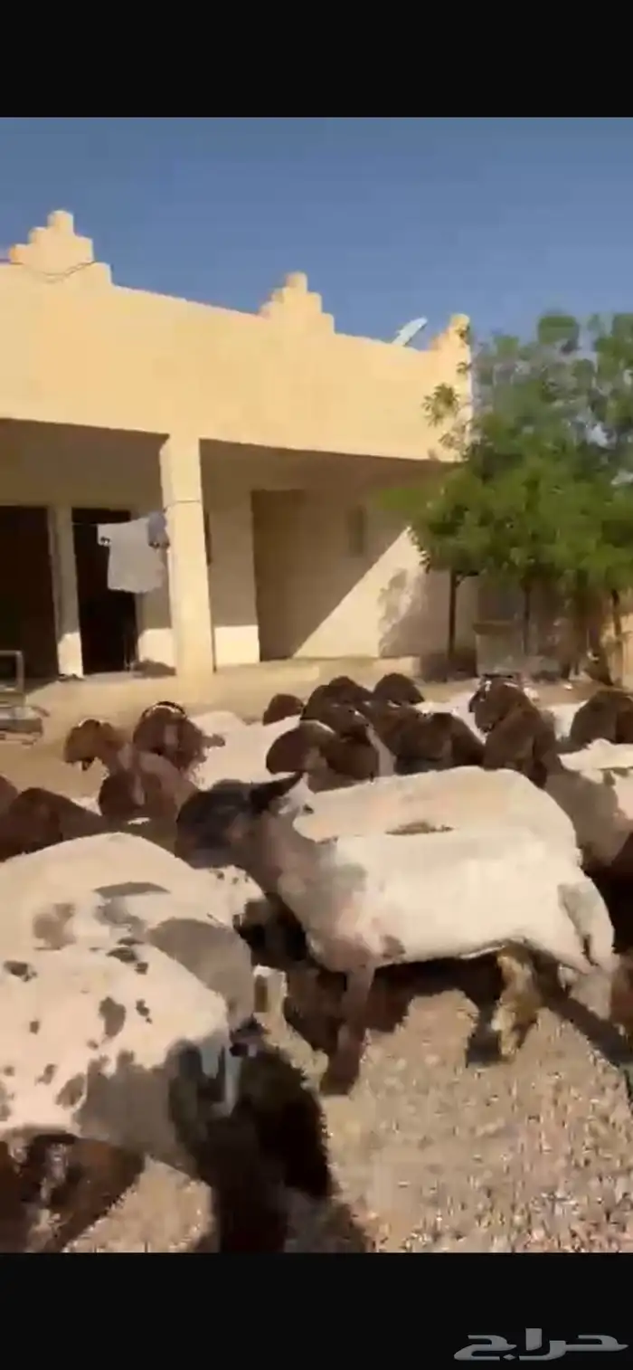 غنم نعيم جذعات 4