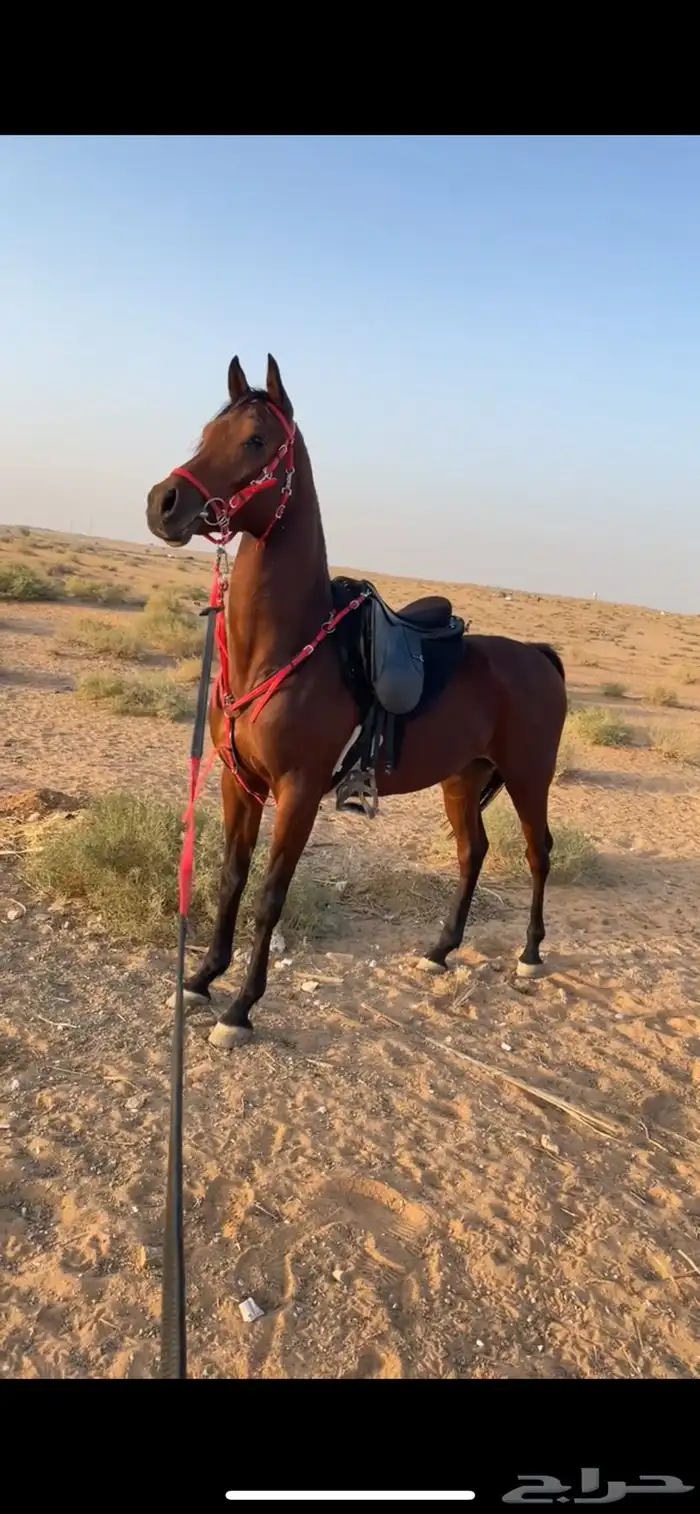 حصان شعبي شيخ 0