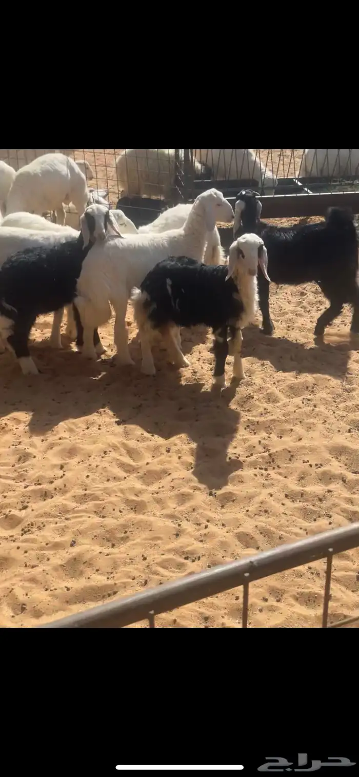 للبيع نجديه خلفه 6