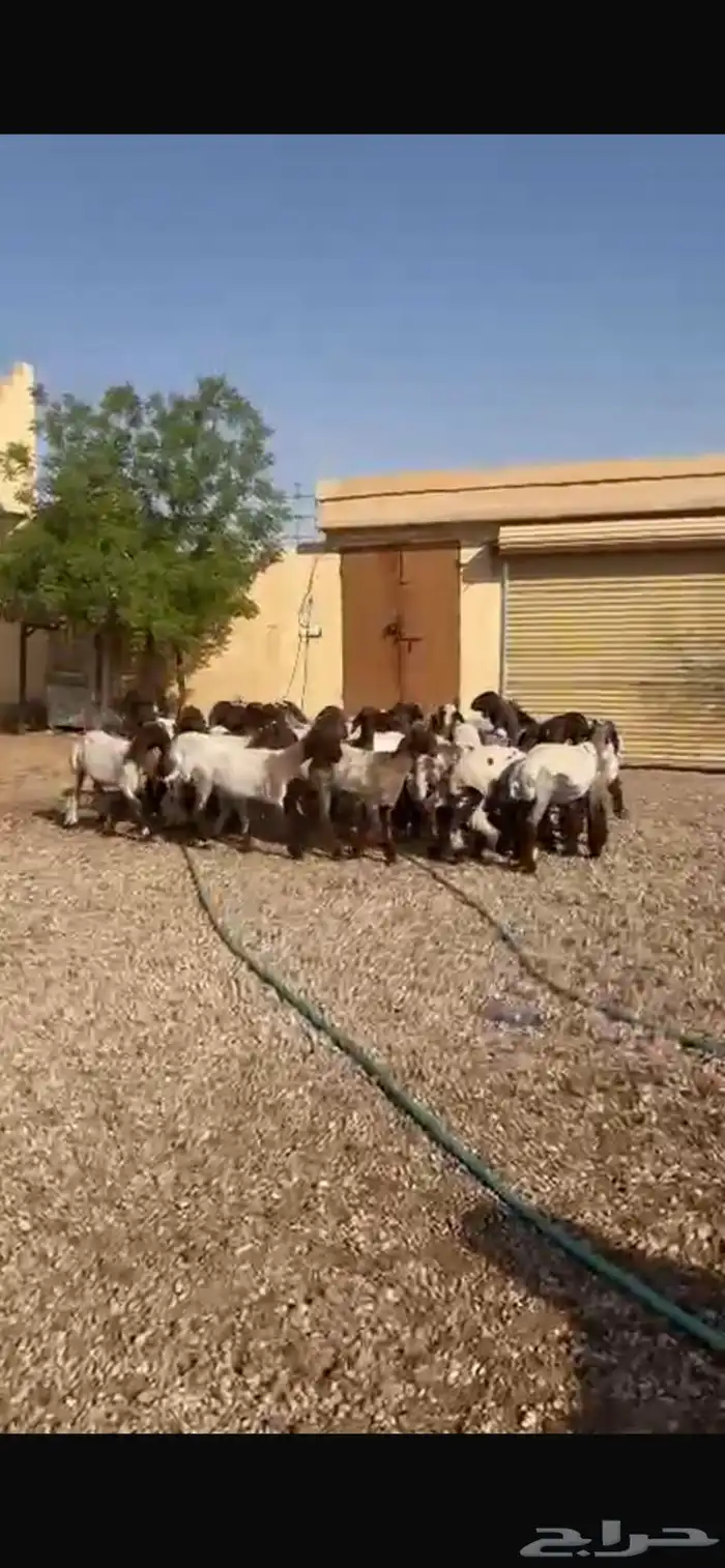 غنم نعيم جذعات 18