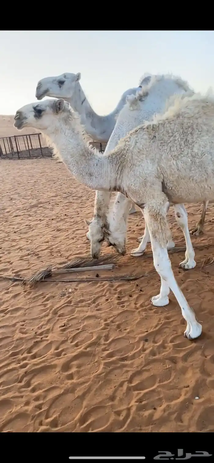 بعير عووني كفوو 1