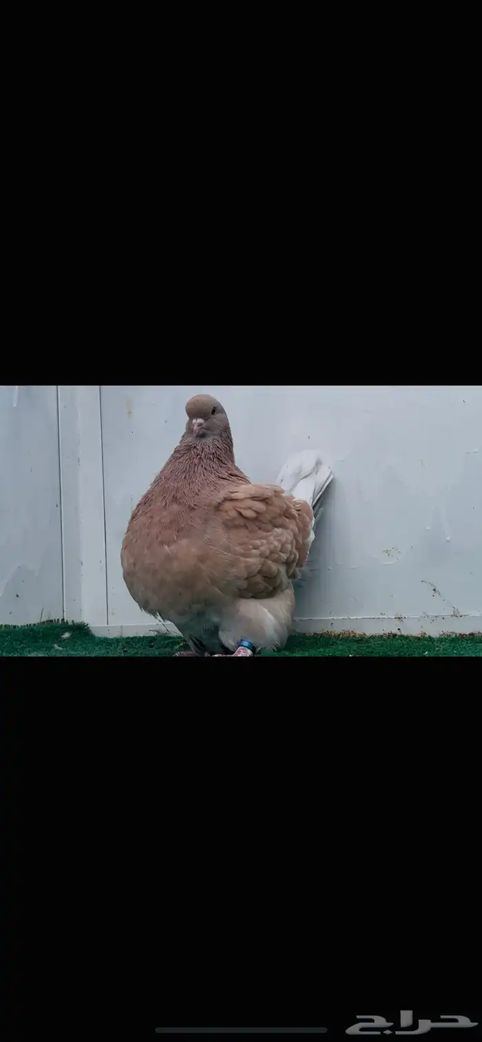 انثى فرش كريمي top 7