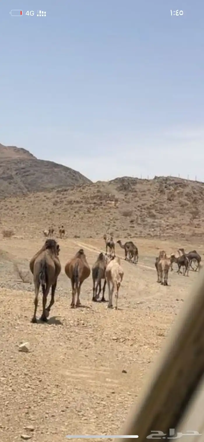 يوجد مراح نياق طيبه والي وده يجي يتفرج فيه نياق لقايح تولد 0
