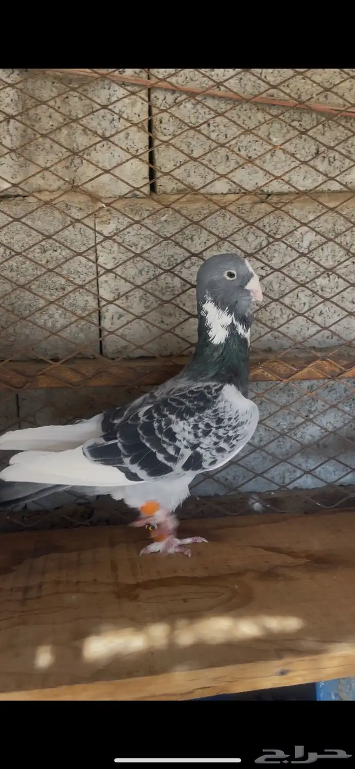 ثلاثه اجواز حمام بلق 0