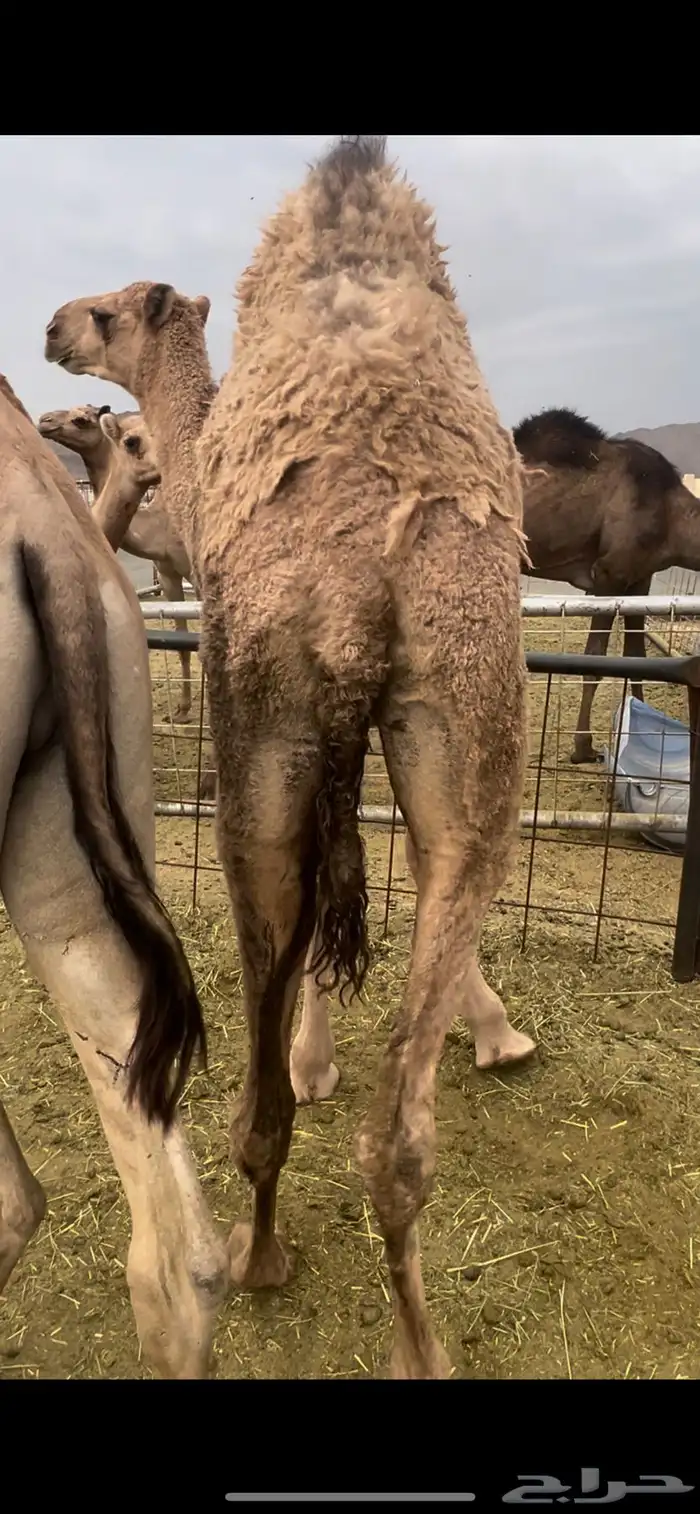 بكره فل شحم والحم جايه من تحت امها 1