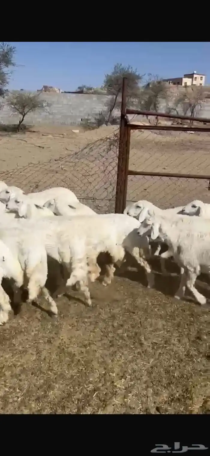 رخال 4