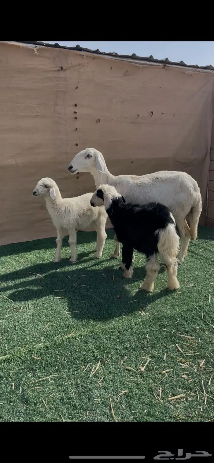 شاه حريه متاوم عيالها ذبايح 4