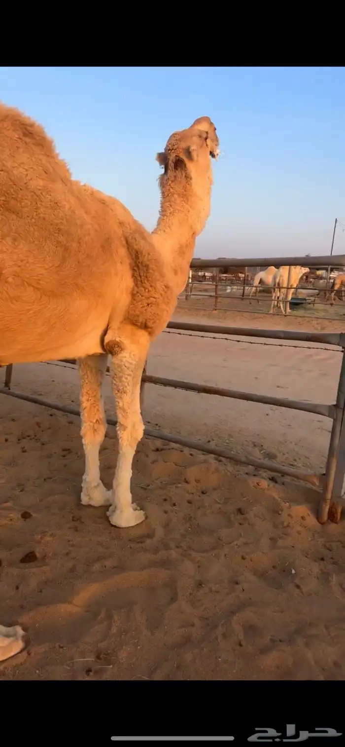 للبيع بعير اشقح 1