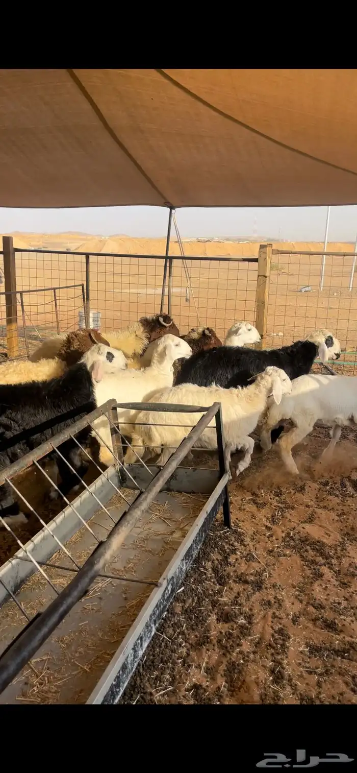 ذبايح   نعيمي   حري   سواكني 5