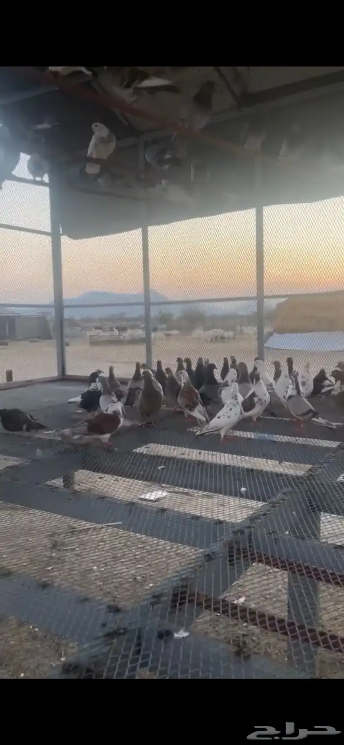 حمام البيع 2