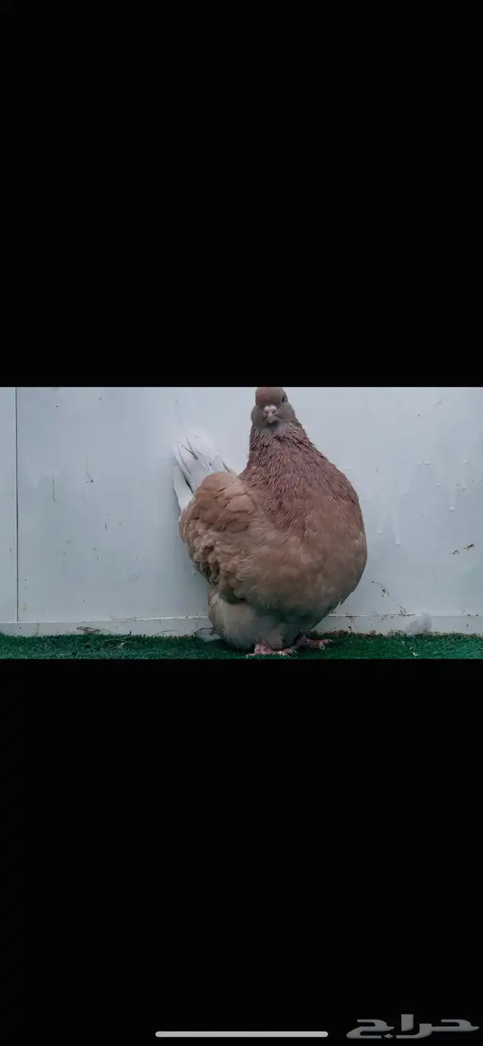 انثى فرش كريمي top 3
