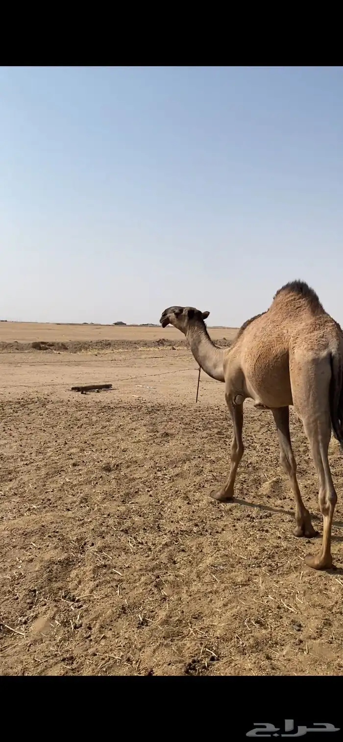 قعود اصفر باتلي لبيع 0