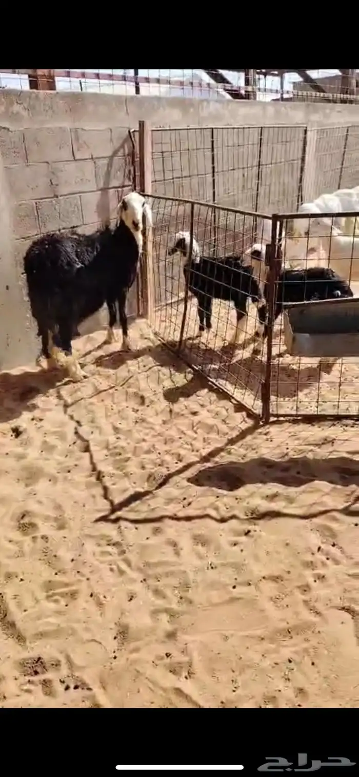 للبيع نجديه خلفه 3