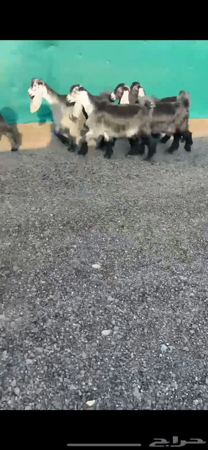 جفرات عوارضض خصصصم 2