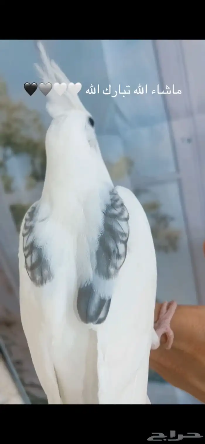 كروان هافي بايد بريل صافي 0