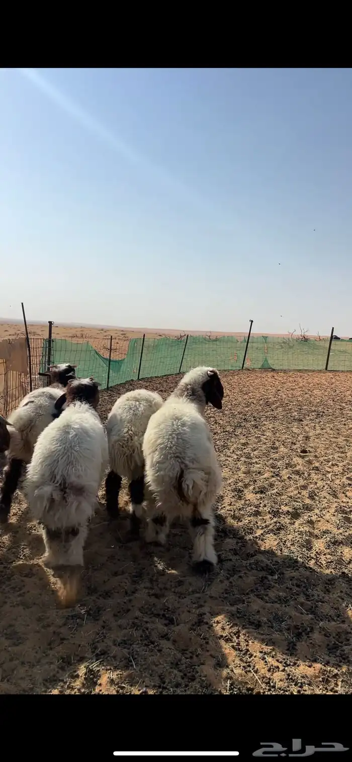 بهم للبيع 1