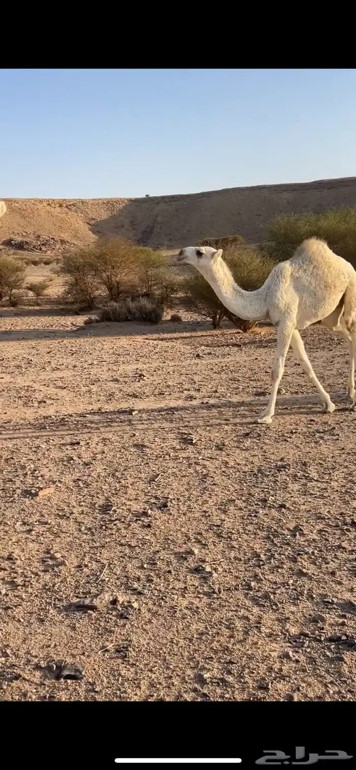 عشرا وضحا ام رابع حدرها قعود سليمت العذاريب شرط 1