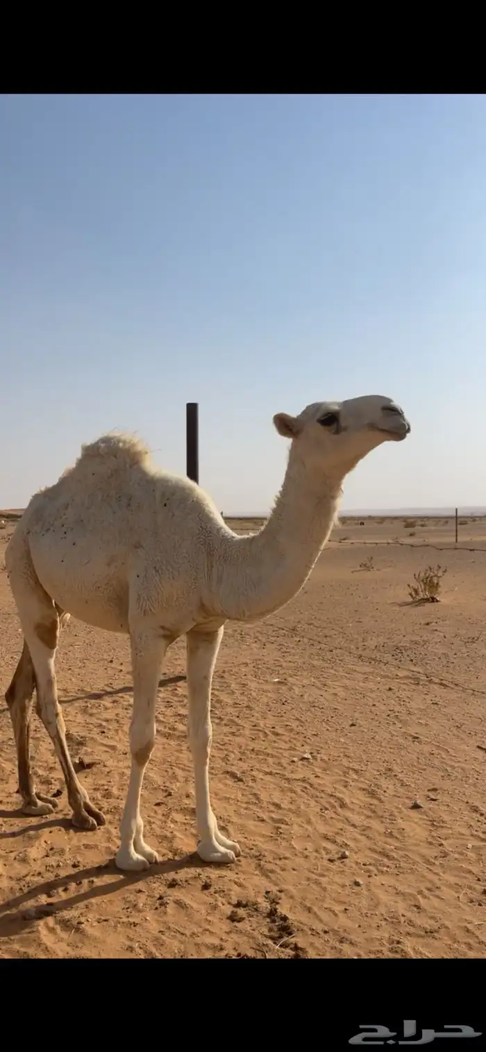 بكره للبيع 0