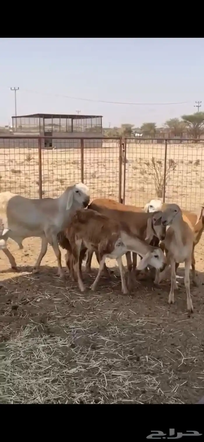 رخال سواكن صنف الصنف 2