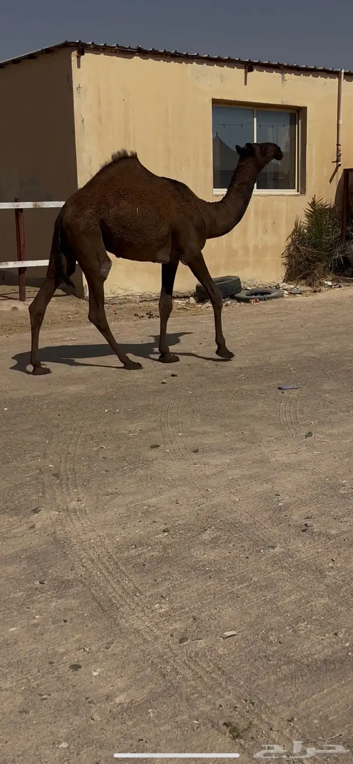 بكره دلمه فريحيه 0