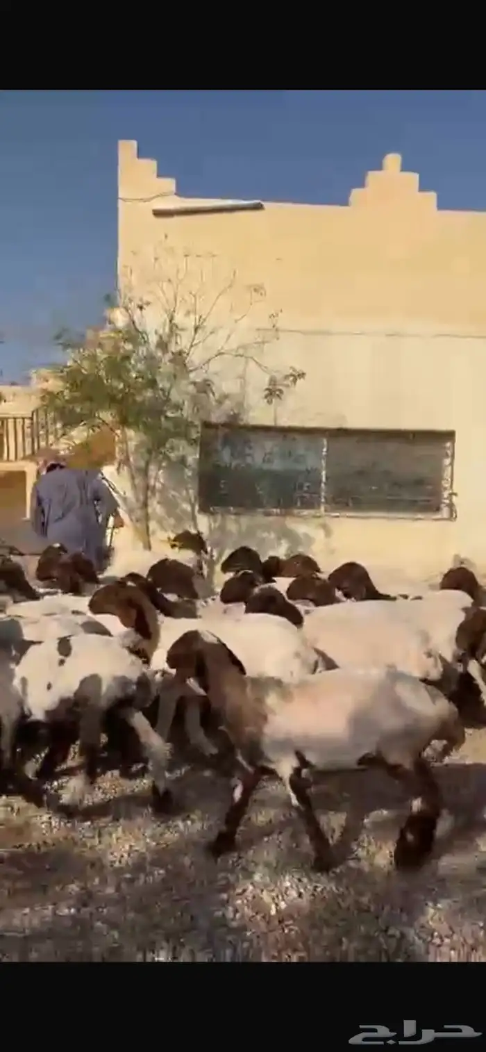 غنم نعيم جذعات 2