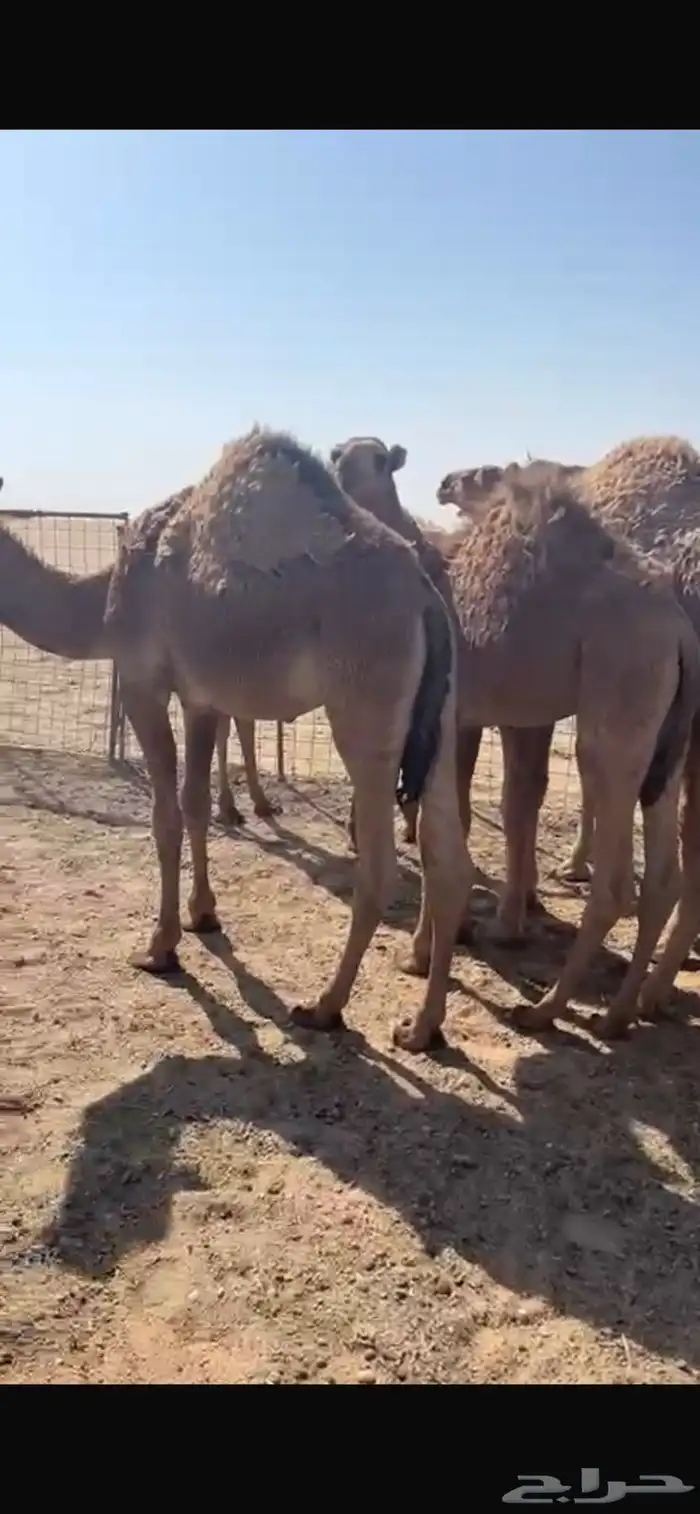 قعدان فوااخر وطايشه على حليب 1