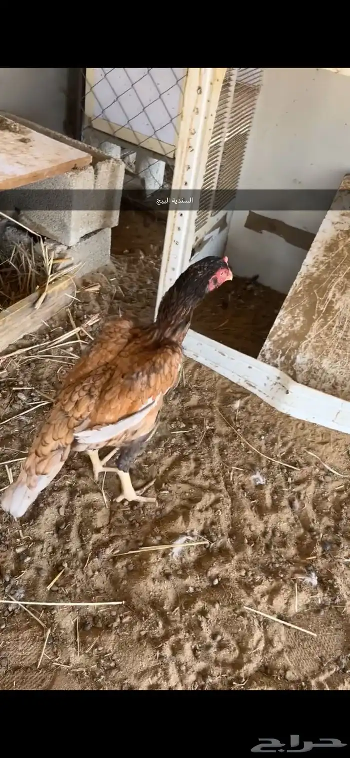 دجاج 6