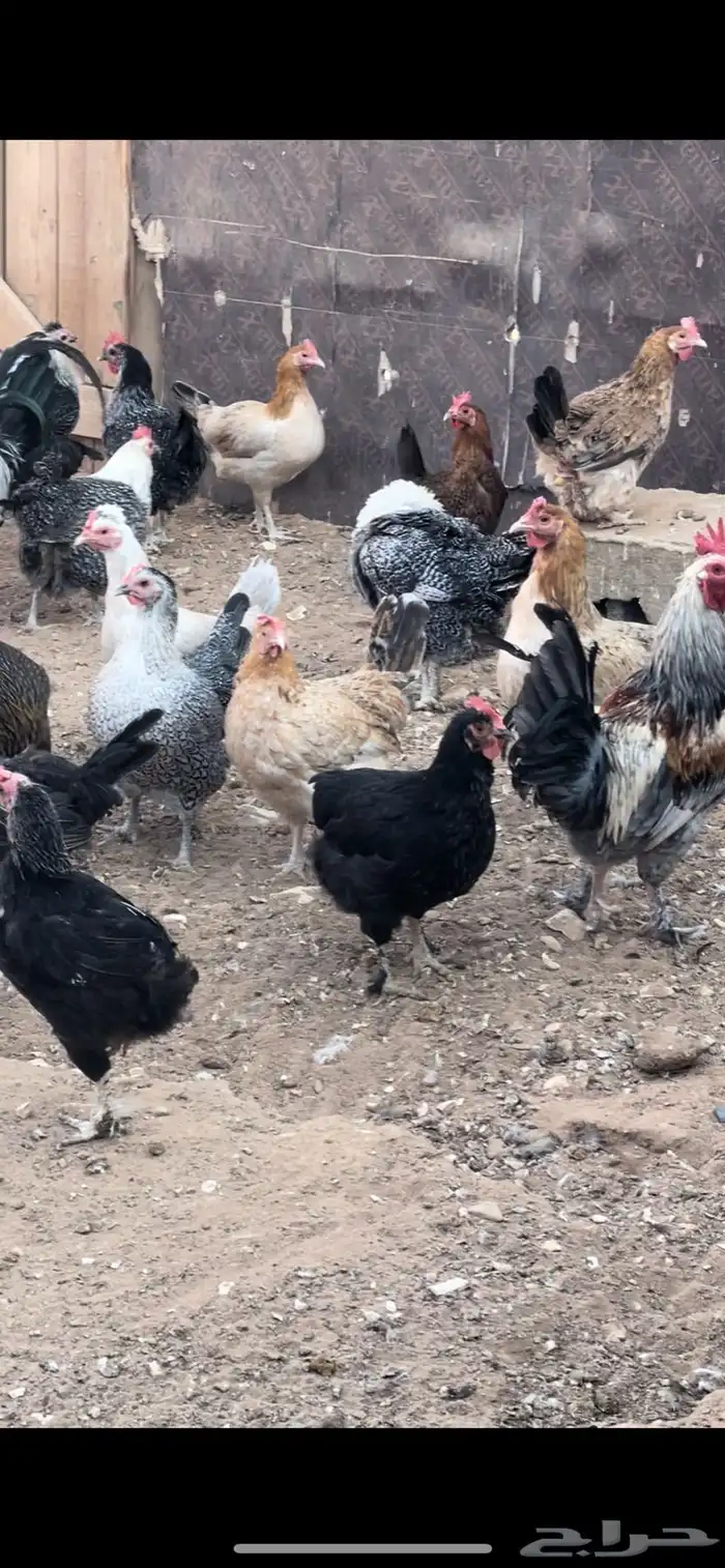 دجاج بياض طيب اغلبه فيومي 0